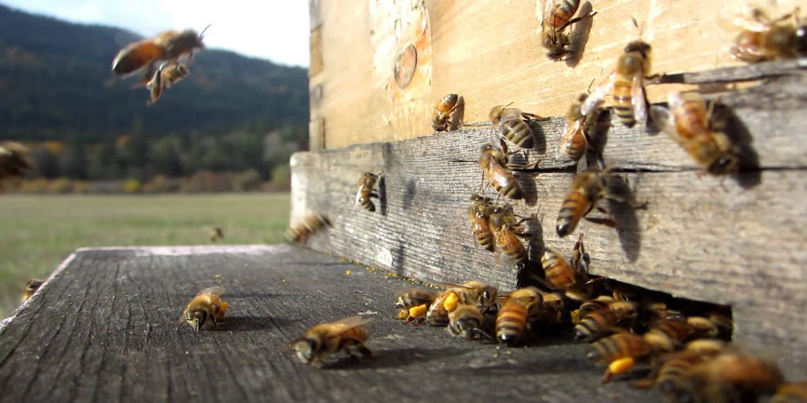 زنبورداری در خانه 118فایل
