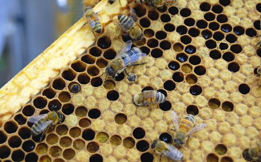 تاریخچه زنبورداری عکس وسط118فایل