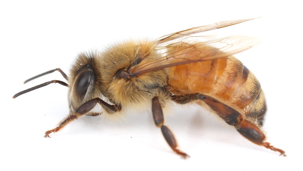 زنبور عسل اروپایی 118فایل