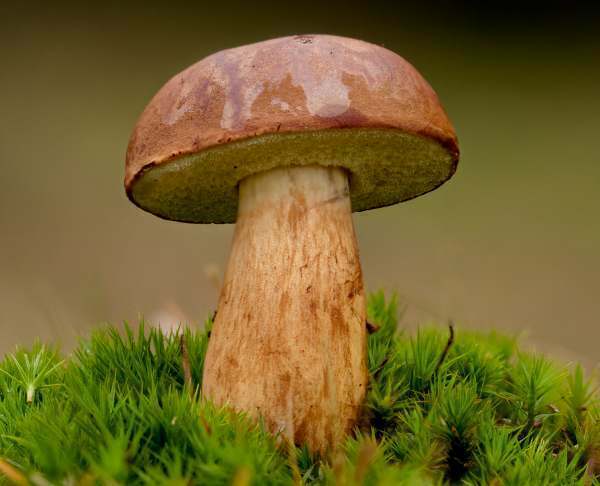 قارج Boletus Badius 118فایل