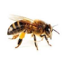 زنبور عسل هندی 118فایل