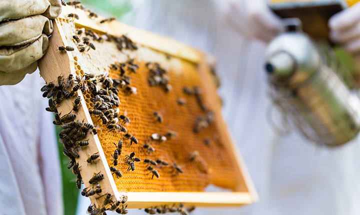 عسل طبیعی عکس وسط 118فایل