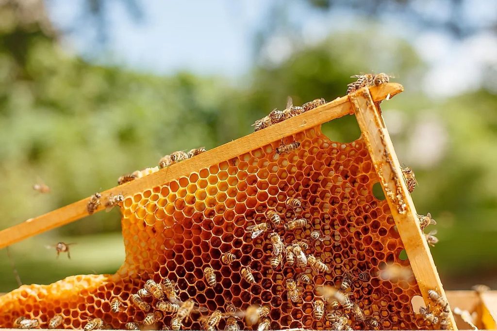 زنبورداری عکس وسط 118فایل