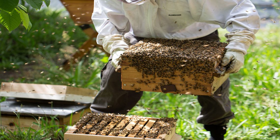 حرفه زنبورداری عکس شاخص 118فایل