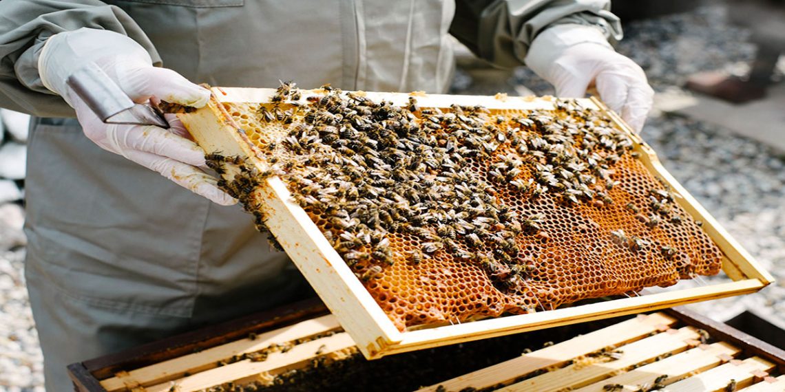 انواع بیماری زنبور عسل عکس شاخص 118فایل