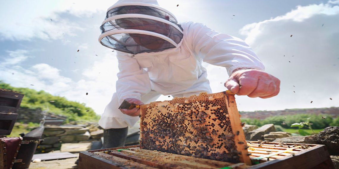 زنبورداری برای مبتدیان عکس شاخص 118فایل