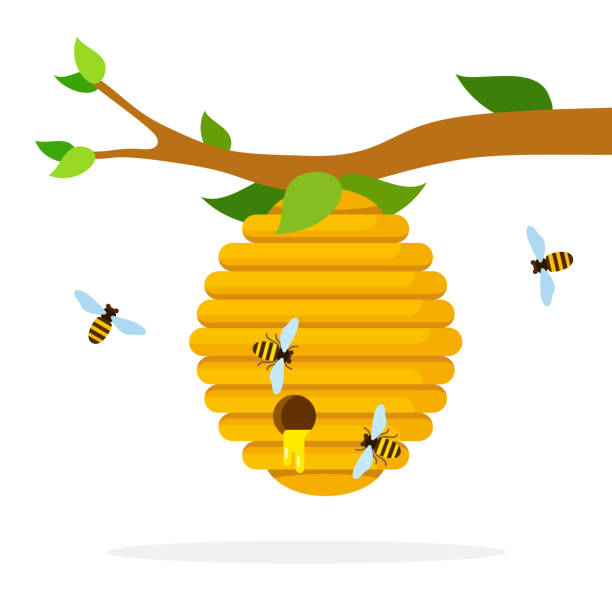 موم زنبور عسل عکس وکتور 118فایل
