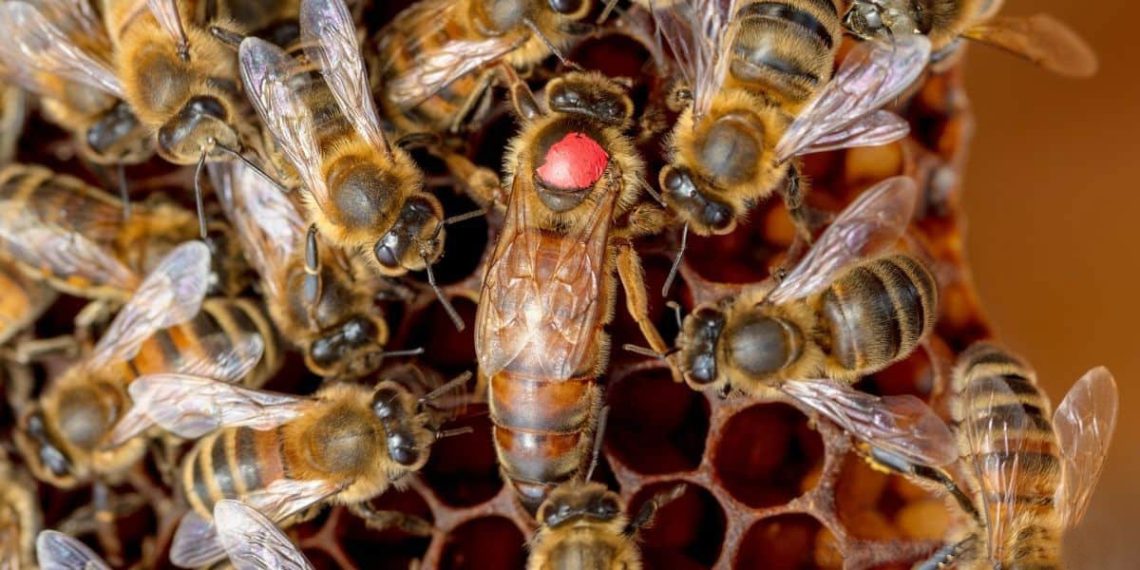ملکه زنبور عسل عکس شاخص 118فایل