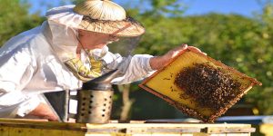 راه های شناسایی ملکه زنبور عسل ۱۱۸فایل