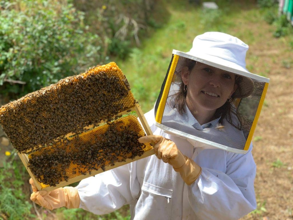 معرفی دوره آموزشی زنبورداری-118فایل
