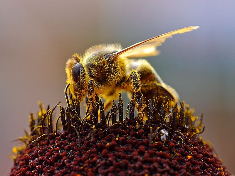 زنبور کارگر-118فایل