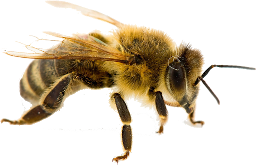 زنبور عسل طلایی-118فایل