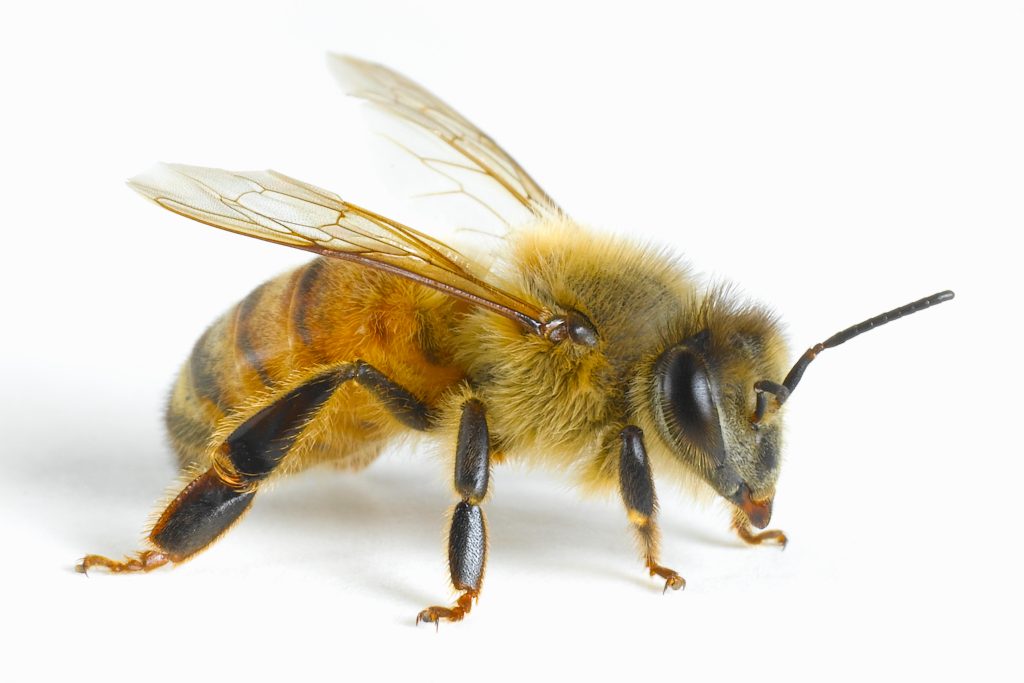 زنبور عسل-118 فایل