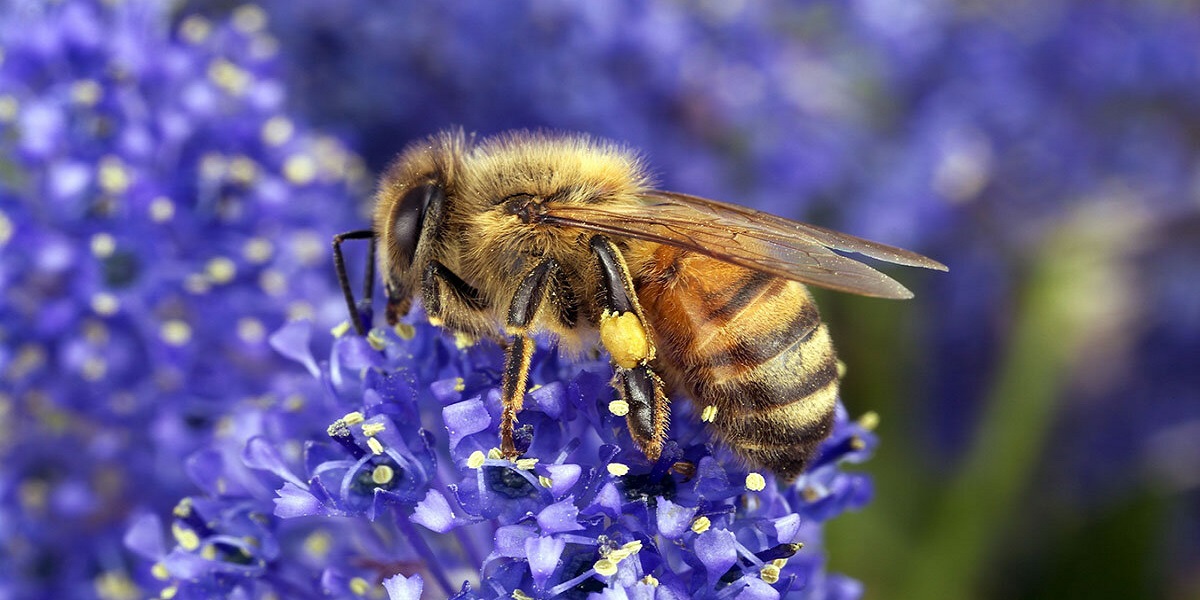 معرفي بهترين گياهان براي زنبورها جهت عسل دهي بيشتر - 118فايل مگ