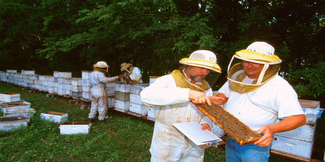 مزایا و معایب شغل زنبورداری-118فایل