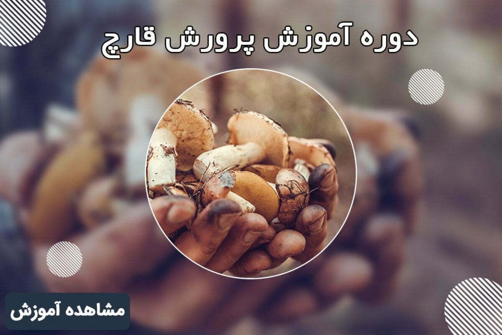 دوره آموزش پرورش قارچ - 118فایل