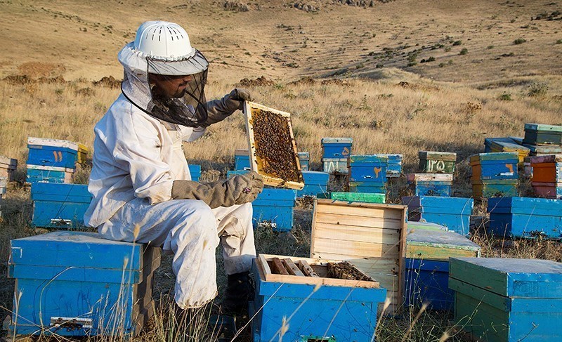 صفر تا صد حرفه پرورش زنبورعسل-118فایل
