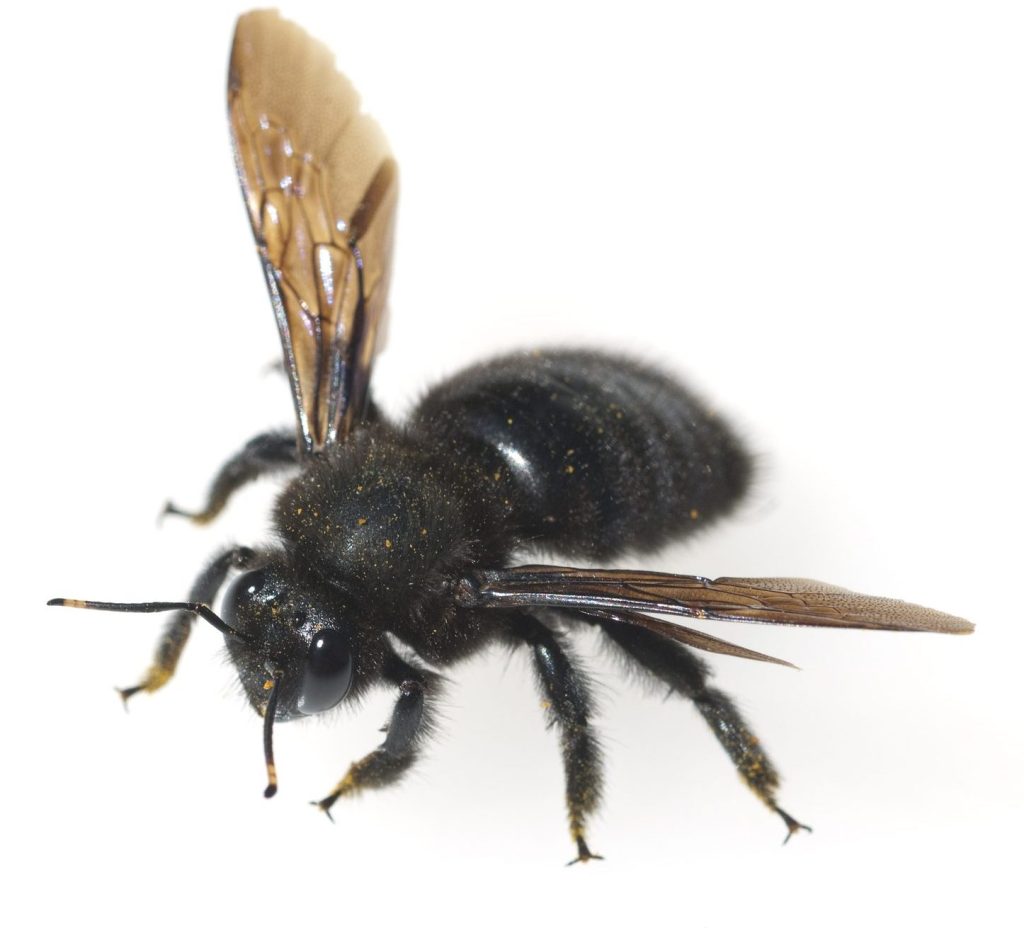 زنبور عسل سیاه-118فایل