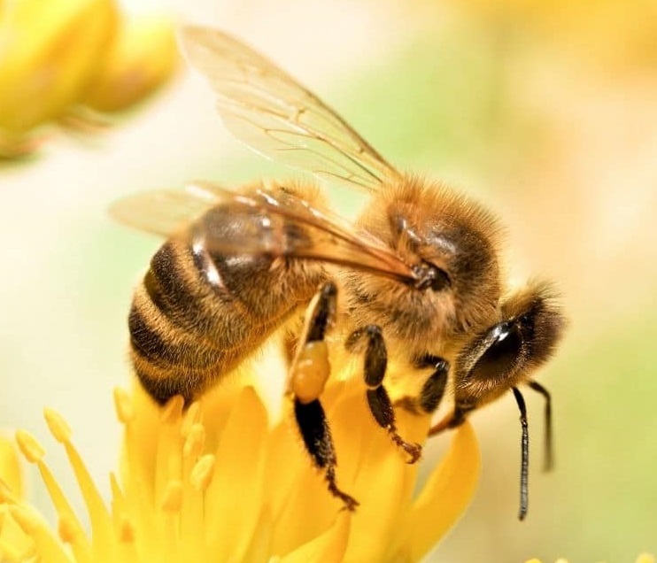 درآمد زنبورداری-118فایل