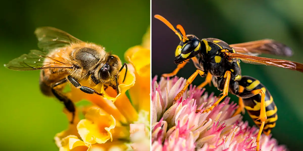 انواع نژاد زنبورعسل-118فایل