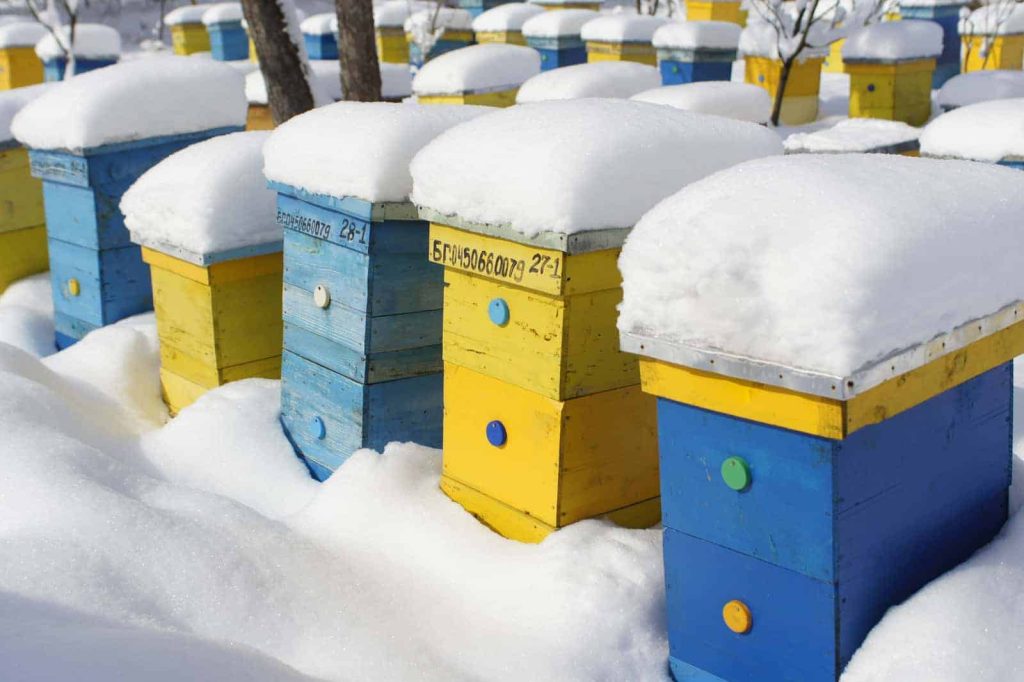 زنبور عسل در زمستان-118فایل