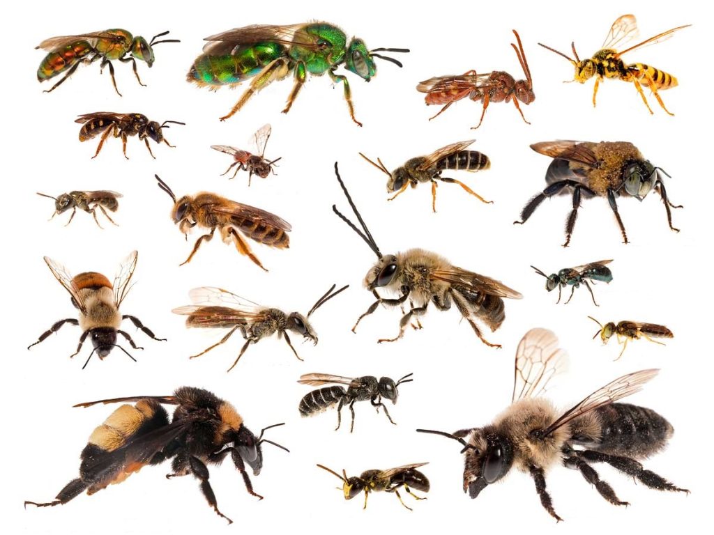 انواع زنبور-118فایل