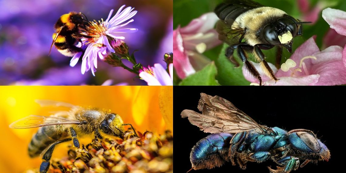 زنبور وحشی و زنبور کندو-118 فایل