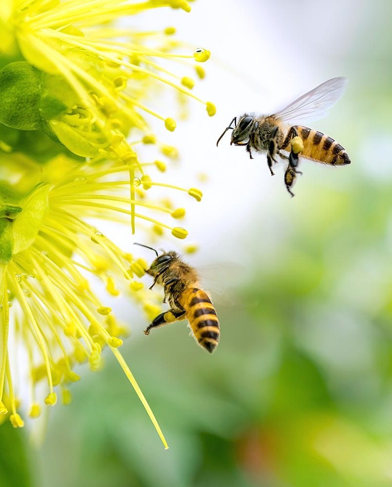 تغذیه زنبور عسل-118فایل