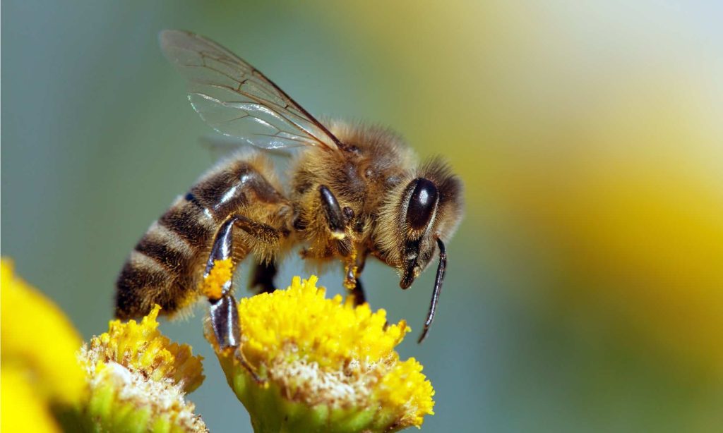 تغذیه زنبور عسل-118فایل