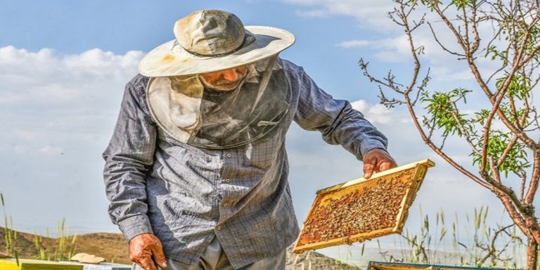 صفر تا صد حرفه پرورش زنبور عسل-118فایل