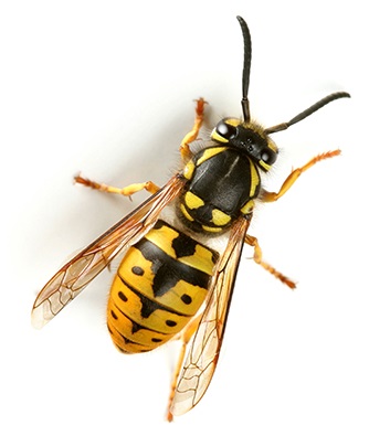 انواع نژاد زنبورعسل-118فایل