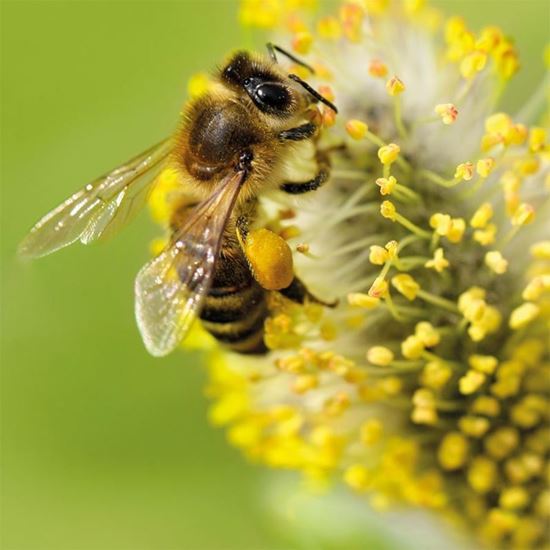 بچه دهی زنبور عسل-118فایل