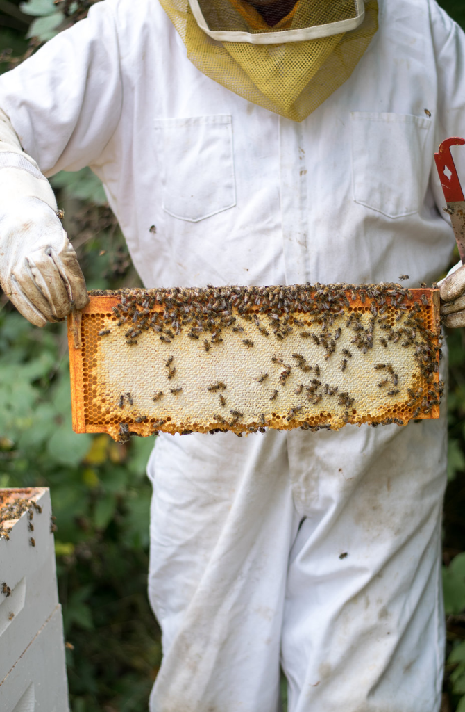 افزایش تولید عسل-118فایل