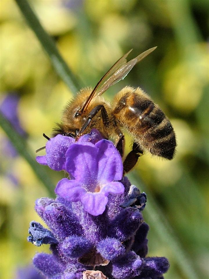 نیش زنبور عسل-118فایل
