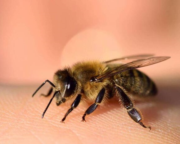 زنبور عسل-118فایل