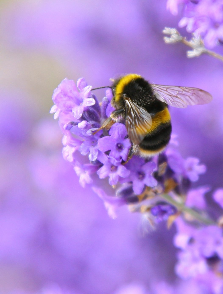 نیش زنبور عسل-118فایل