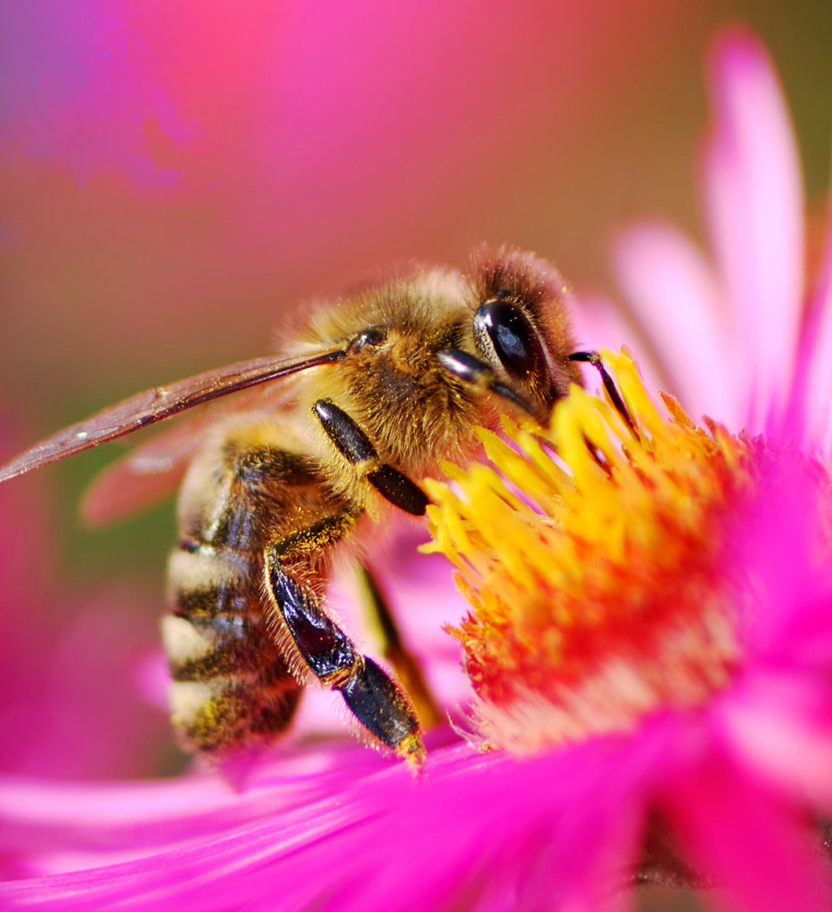 زنبور عسل-118فایل