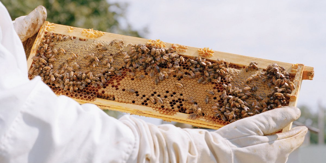 افزایش تولید عسل-118فایل