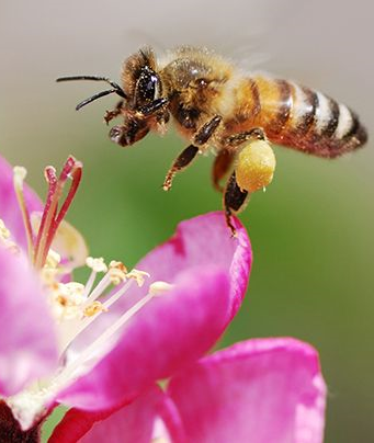 تولید عسل طبیعی _118فایل