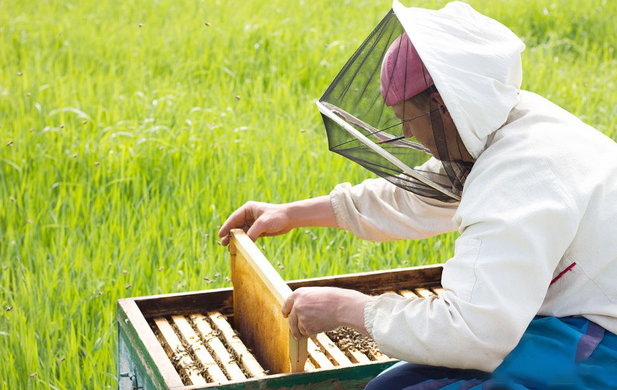 شیوه‌های موفق در کسب درآمد از زنبورداری-118فایل