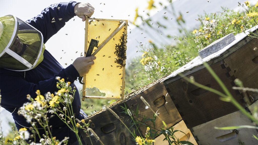 آموزش زنبورداری-118فایل